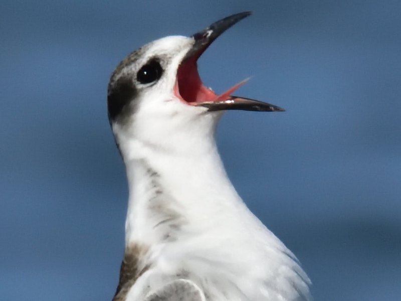 Complaints Handling Case&nbsp;Study